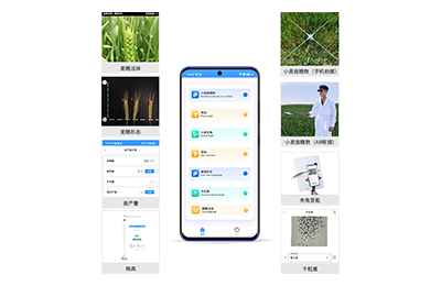 安阳市小麦表型测量仪IN-XM05